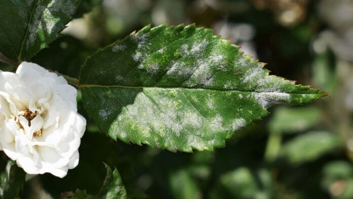 A-close-up-shot-of-a-leaf-alongside-a-white-ruffled-flower-showcasing-white-spots-on-rose-leaves.jpg