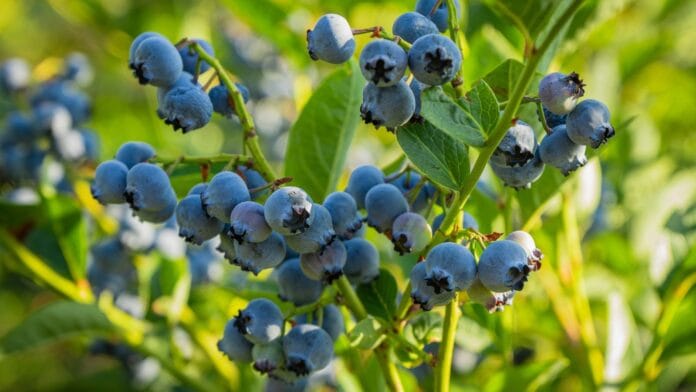A-close-up-shot-of-several-developing-fruits-and-foliage-of-a-shrub-showcasing-how-to-grow-blueberri.jpeg