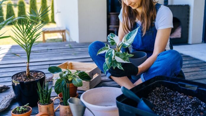 A-shot-of-a-person-in-the-process-of-transplanting-indoor-plants-showcasing-move-houseplants-outside.jpeg
