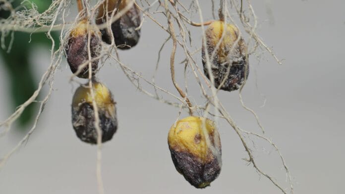A-shot-of-several-harvested-tubers-showcasing-severe-damage-and-rot-showcasing-potato-problems.jpg
