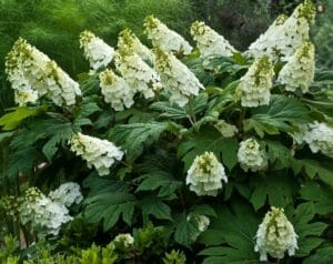 Un'ortensia quercifolia con grandi foglie lobate simili a quelle della quercia ed una pannocchia di fiori bianchi conici 