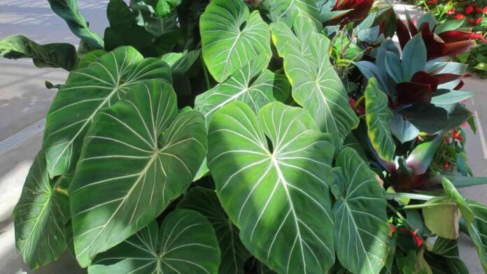 Philodendron-Gloriosum.jpg