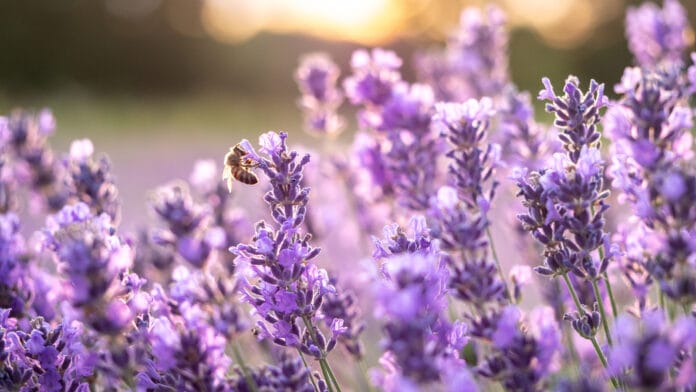 Pollinator bee in a lavender field ape posata su un fiore di lavanda, una delle migliori erbe aromatiche per gli impollinatori