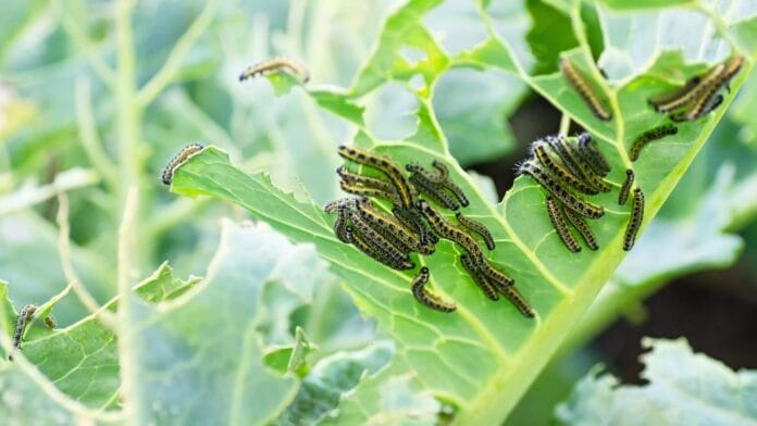 caterpillars-vegetables.jpg