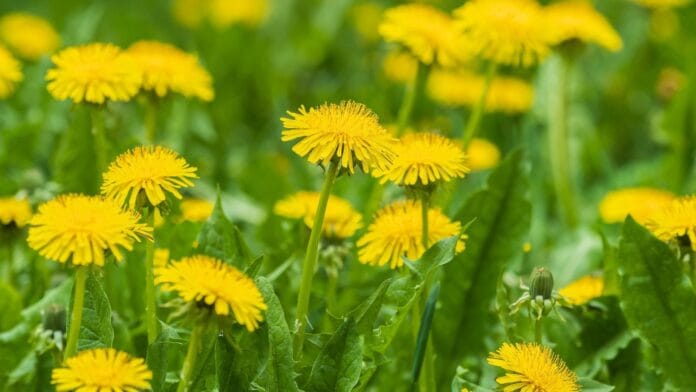 dandelion-myths.jpg