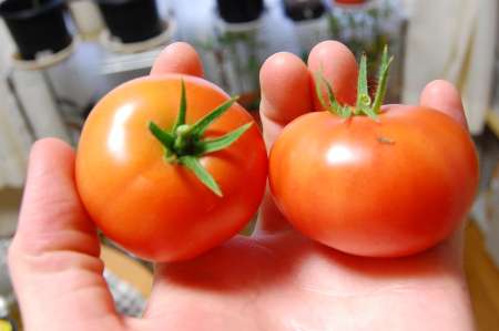 epsom-salt-for-tomato-plant.jpg