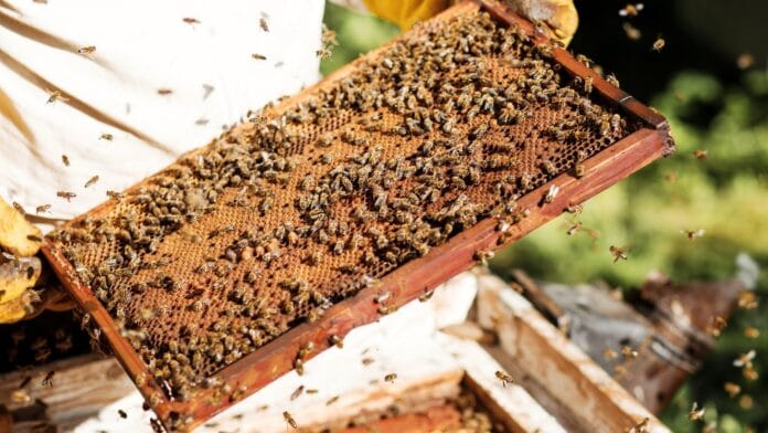 give-up-beekeeping-for-pollinator-garden.jpg