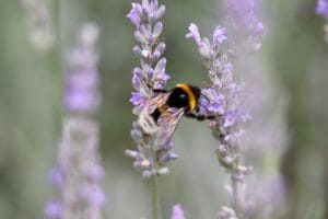 Bombo (api selvatiche) che succhia il nettare da una lavanda in piena fioritura