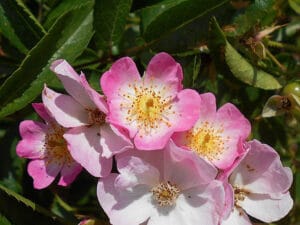 Una rosa ballerina con petali bianchi e rosa, che ricordano la leggerezza e la grazie di una ballerina.