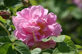 rosa damasco Una rosa di Damasco in piena fioritura, con petali rosa intenso ed un profumo delicato