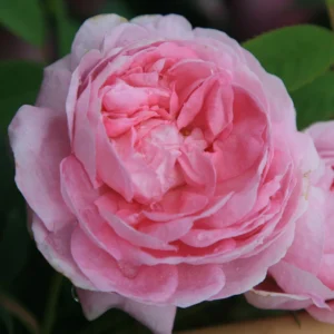 Una rosa Queen Denmark con grandi fiori rosa pallido, dalla forma a coppa ed un profumo intenso, che evocano eleganza e regalità