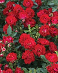 Una rosa Red Drift con piccoli fiori rossi brillanti ed un portamento tappezzante, ideale per coprire il terreno