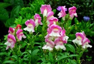 Un primo piano di fiori di Bocca di Leone (Snapdragon) rosa e bianchi su steli verdi. (PIante perenni)