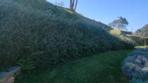 Giardino terrazzato su una collina versiliese con ulivi secolari e vista panoramica sulla campagna toscana.