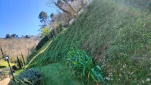 Giardino terrazzato in alta versilia, sopra Forte dei marmi, presenti piante di erigerum, agapantus e rosmarino