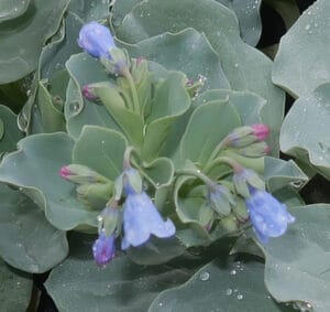 Foglie carnose e lucide di Erba Ostrica (Mertensia maritima) con una leggera brina, su terreno scuro.