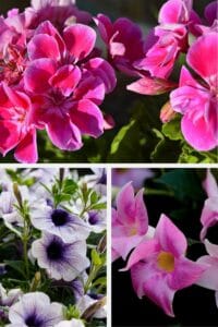 Varietà di piante in piena fioritura adatte a balconi soleggiati: gerani, surfinia, dipladenia