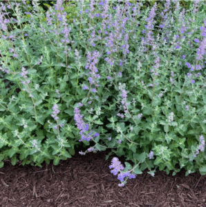 Fiori lavanda e fogliame grigio-verde di Nepeta su un bordo di un'aiuola.
