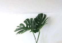 Monstera deliciosa matura con foglie verdi lucide e fenestrature profonde in un vaso moderno.