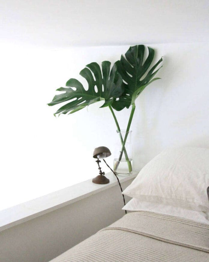 bed_monstera_erinboyle_gardenista.jpg Monstera deliciosa matura con foglie verdi lucide e fenestrature profonde in un vaso moderno.