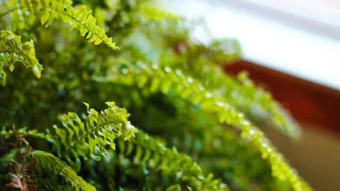 boston-Fern.jpg Primo piano di una felce di Boston