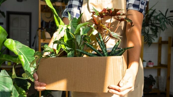 bring-home-new-houseplant.jpg una persona che tiene in mano uno scatolone con varie piante d'appartamento appena comprate