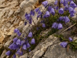 Fiori blu-violacei di Campanula Portenschlagiana tra le rocce di un muretto