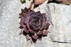 Un primo piano di Sempervivum tectorum (Semprevivo) con le sue rosette carnose, che cresce tenacemente in una fessura rocciosa.