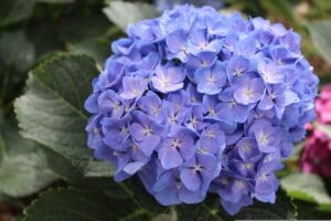Pirmo piano di fiore blu di Hydrangea bloomstruck