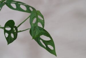 Monstera Adansonii con foglie piccole e numerosi fori, nota come "Monkey Mask".