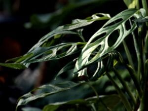 Foglie di Monstera Adansonii.