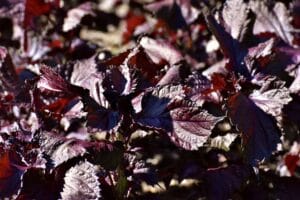 foglie di Shiso (Perilla frutescens) rosso-violacea