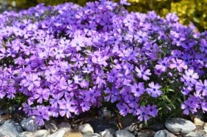 Un vivace tappeto fiorito di Phlox subulata viola che ricade delicatamente su un muro di pietra, creando una cascata di colore primaverile.