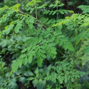 Albero di Moringa oleifera vigoroso in un campo coltivato sotto il sole tropicale, mostrando foglie verdi