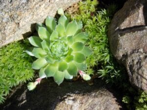 tUn primo piano di Sedum ed un semprevivum, che crescono tenacemente in una fessura in un giardino roccioso.