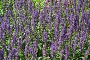 Campo di Salvia in fiore