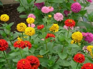 fiori di zinnia in diversi colori, rosso, giallo, rosa, viola