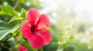 fiore rosso di hibiscus palustris