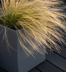 Vaso moderno grigio su un terrazzo con dentro una Stipa tenuissima dalle foglie bionde e sottili che ondeggiano al vento.
