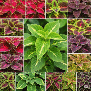 Galleria di diverse varietà di Coleus in primo piano, che mostrano la diversità di colori e forme delle foglie, dal rosso al verde al viola.