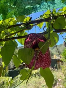 Aristolochia gigantea rampicante su pergolato con grandi foglie verdi e fiore a forma di pipa