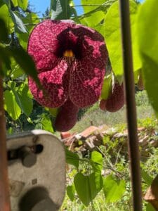 Fiore di Aristolochia gigantea in primo piano, con venature bordeaux e centro giallo