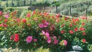 Panoramica di un giardino con piante di Hibiscus palustris in fiore di colore rosa e rosso intenso.