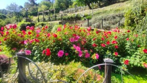Ampia aiuola con numerosi cespugli di Hibiscus palustris in fiore, rosa e rosso, in un giardino terrazzato.