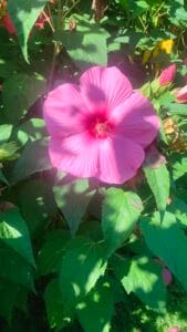 Fiore rosa vivido di Hibiscus palustris con centro scuro e foglie verdi in pieno sole.