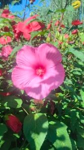 Fiore rosa brillante di Hibiscus palustris tra fogliame verde e altri fiori rossi sullo sfondo.