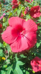 Primo piano di un fiore rosso intenso di Hibiscus palustris con centro giallo e piante verdi.