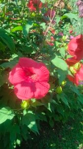 Grande fiore rosso di Hibiscus palustris in primo piano con boccioli e fogliame verde.