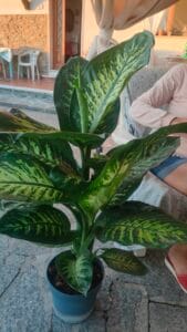 Grande Dieffenbachia in vaso blu posizionata su un patio esterno al tramonto.