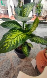 Dieffenbachia seguine con foglie variegate verde e giallo, in vaso nero su pavimentazione in pietra chiara.